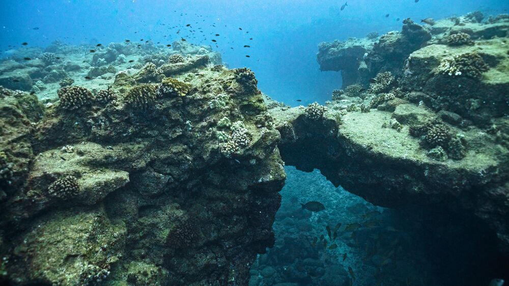 DivingTales's tweet photo. Sheraton Caverns: Dive Kauai's Underwater Jungle of Lava https://t.co/Z5ishwIJBI Found b https://t.co/ssayLAoaG3 https://t.co/BwkU8OIab7