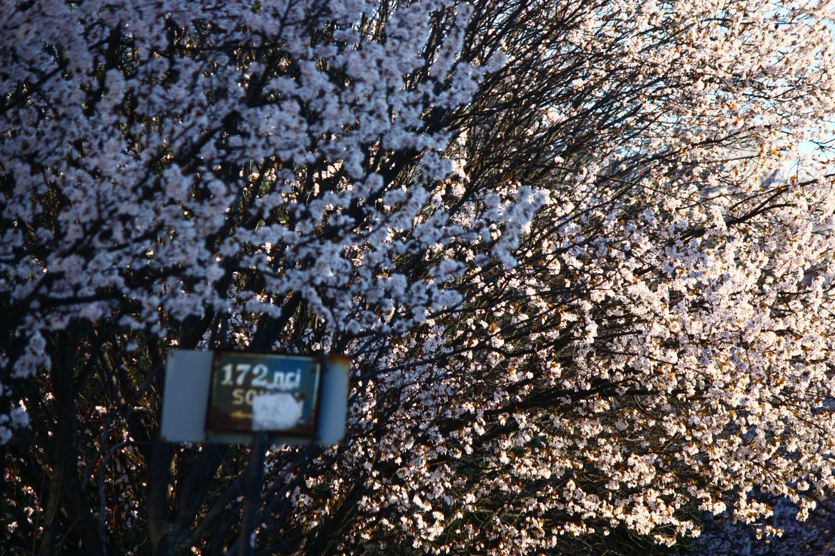 #photo #photography #photooftheday #nofilter #canon #fujifilm #spring #flower #fruit #street #photographer #foto #fotoğraf #streetphotography #color #light #tree #nature #gununkaretsi #may #deep #like4like #follow #beautiful #great