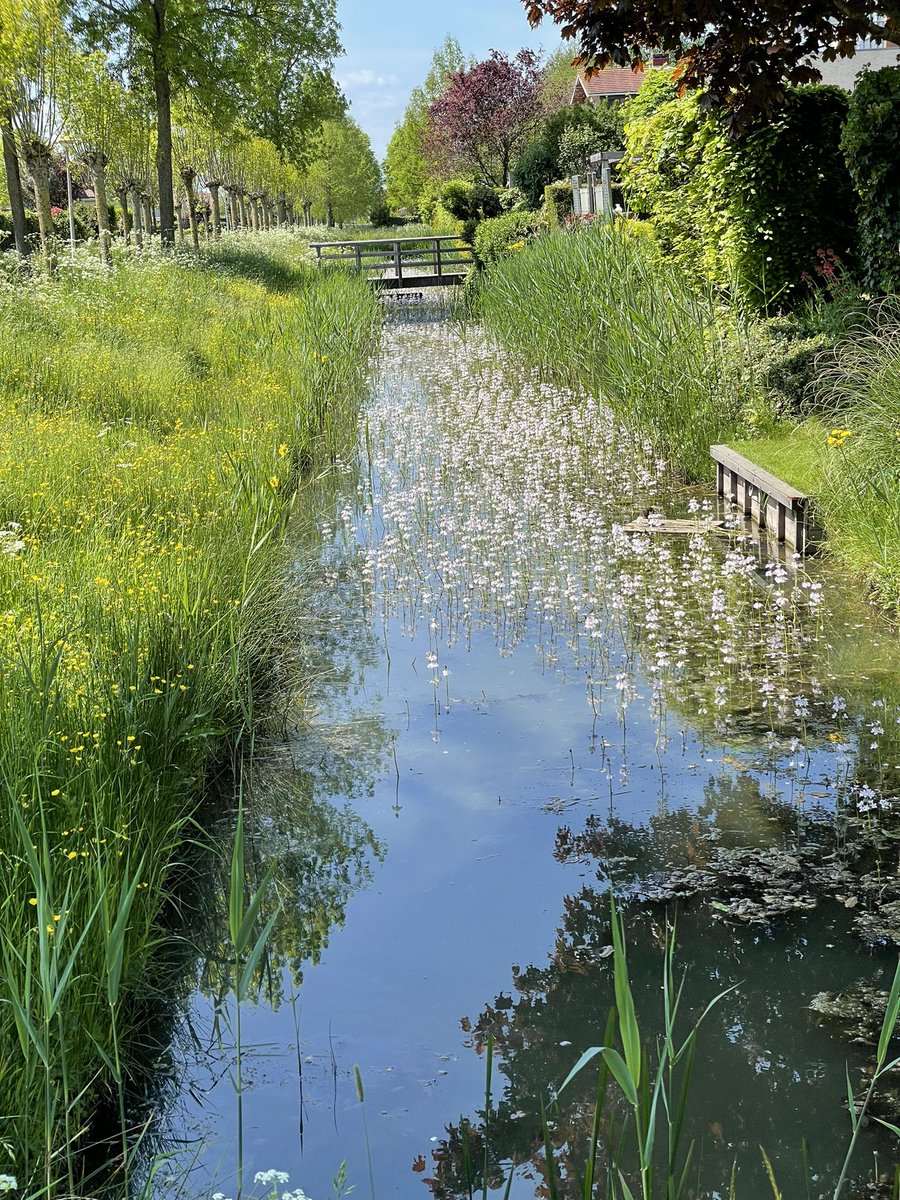 joostreus's tweet photo. Altijd weer bijzonder om de waterviolier te zien bloeien in de wijk Parijsch. Teken dat we te maken met voedselarme kwel.
#biodiversiteit #groenindestad https://t.co/KdT9MEdmsU