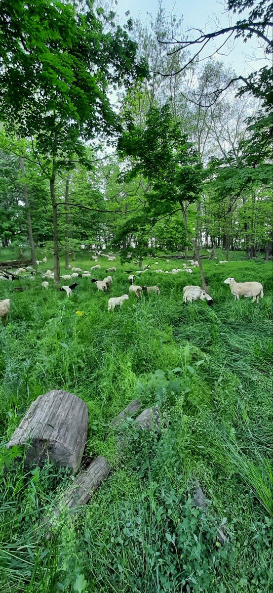 Our silvo pasture…..