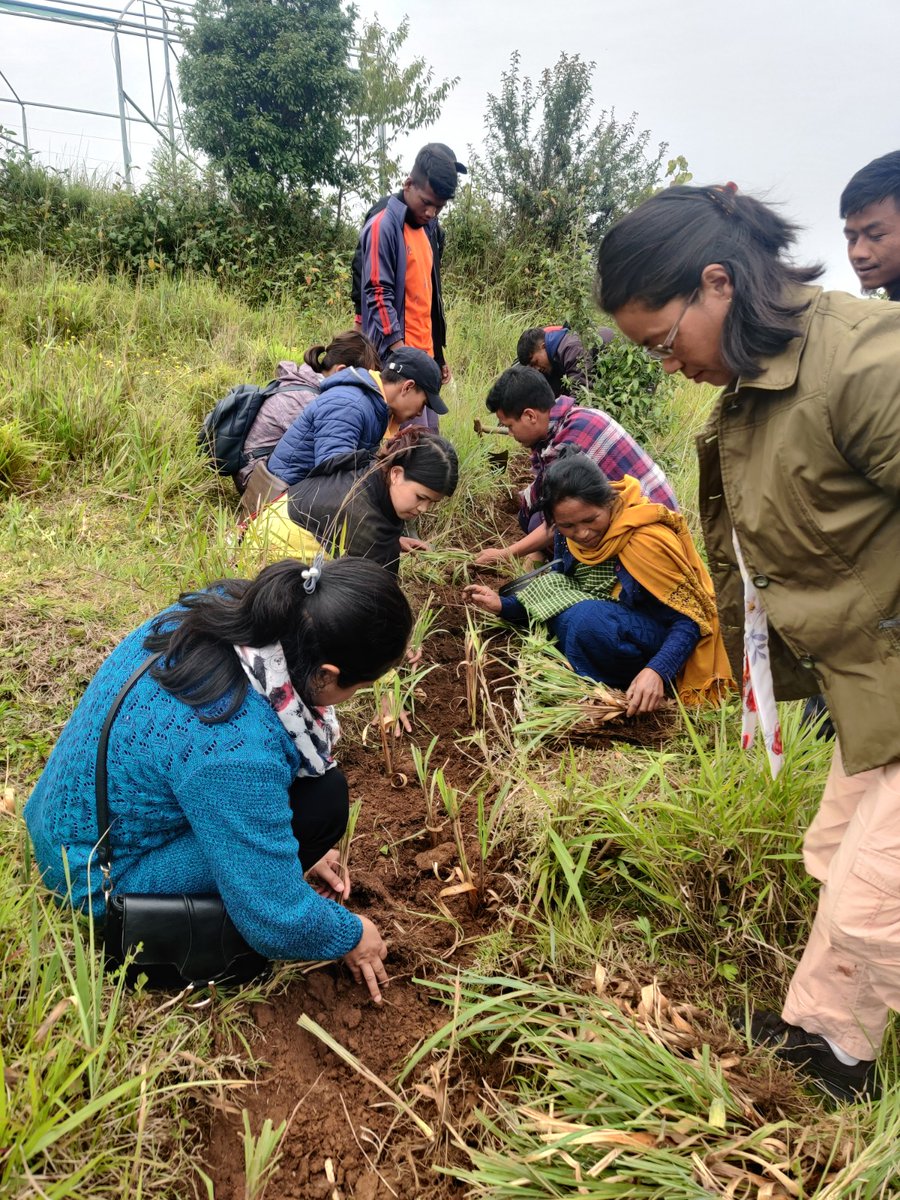 mbda_meghalaya's tweet photo. #MegLIFE, in collaboration with the Institute of Natural Resources, is organizing a training program for farmers in 25 villages. These trainings are aimed at equipping farmers with valuable knowledge and practical demonstrations on cultivating aromatic crops. 🌱 https://t.co/UOiowJ3Yrs