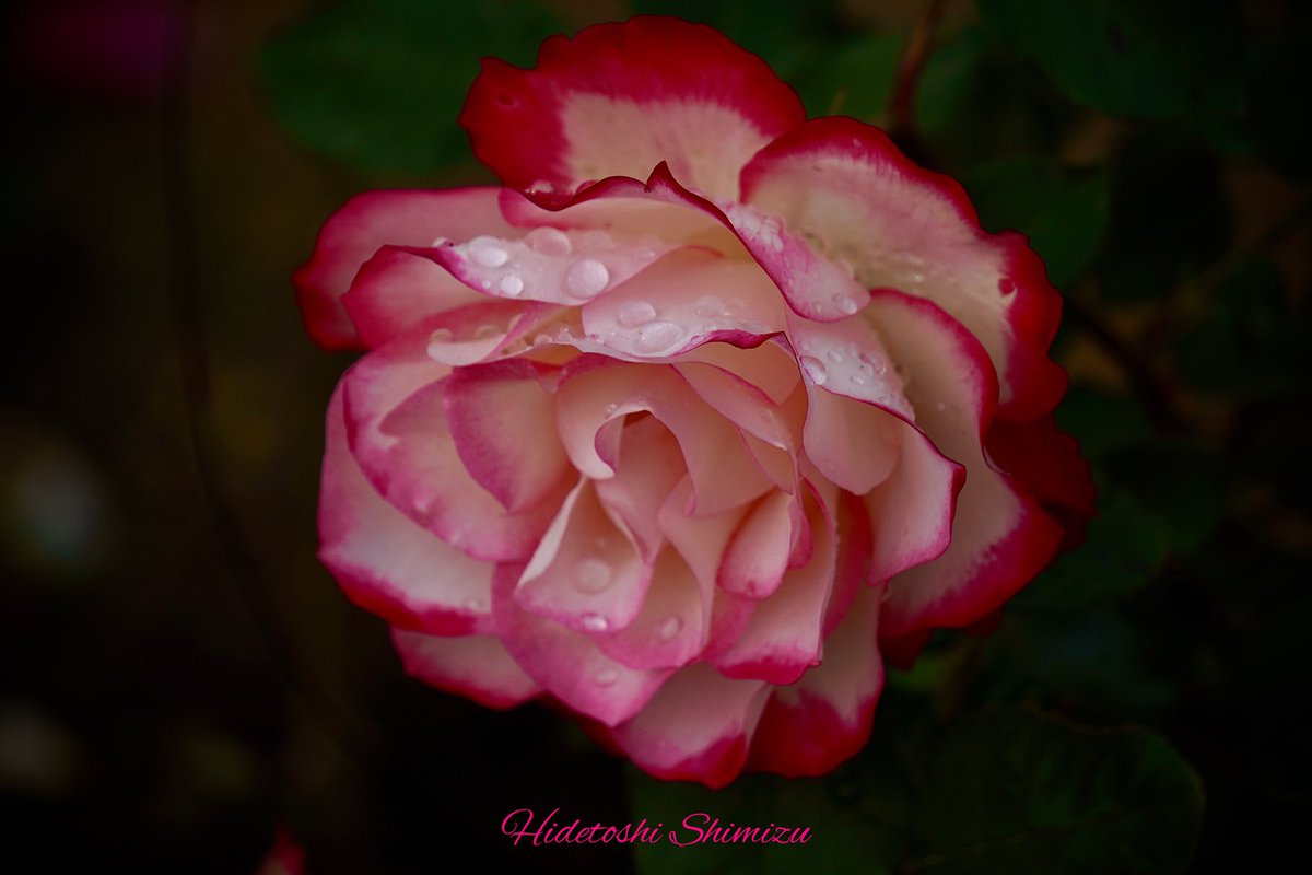 vertigo1337's tweet photo. きれいになったドラちゃん
ようこそ!  おとぎの森へ🌳😌💖

#Rose
#薔薇 https://t.co/0nDfZcCbwJ