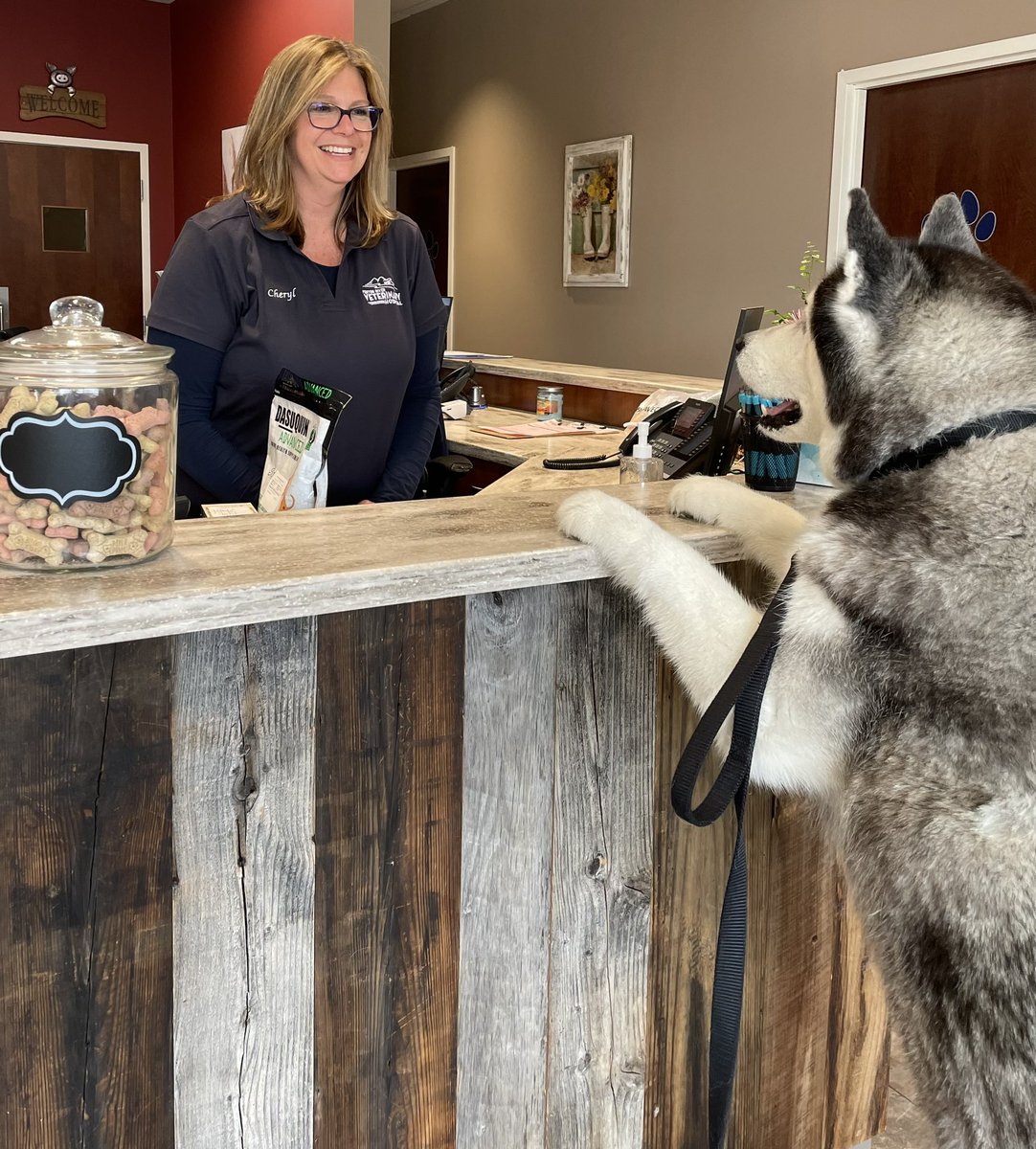 JonathanHusky_'s tweet photo. Yearly checkup completed and proper good-boy treat received. Thank you #fentonrivervet for helping me to stay healthy so I can be at my best for @UConn #yesterday #ThrowbackThursday https://t.co/UzCAkTNpw2