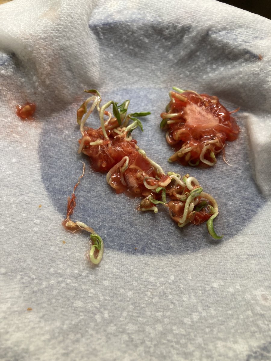 keithwmcmahon's tweet image. Cut open a #tomato for lunch and the seeds had already germinated. Seems a shame to let them go to waste, so we’ll see how they come along #foodforfree