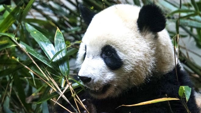 PandaEveryHour tweet picture