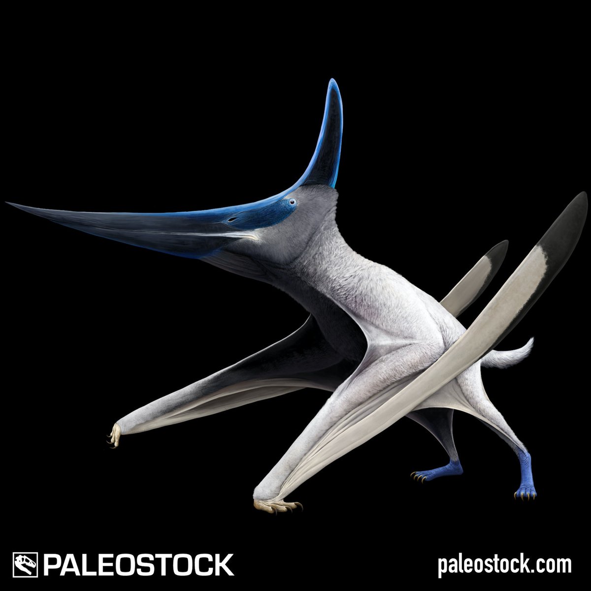 Volgadraco was a pterodactyloid pterosaur from the Cretaceous of Russia.

License this stock resource at: paleostock.com/resource/volga…

Illustration by Joshua Tedder

#paleontology #paleoart