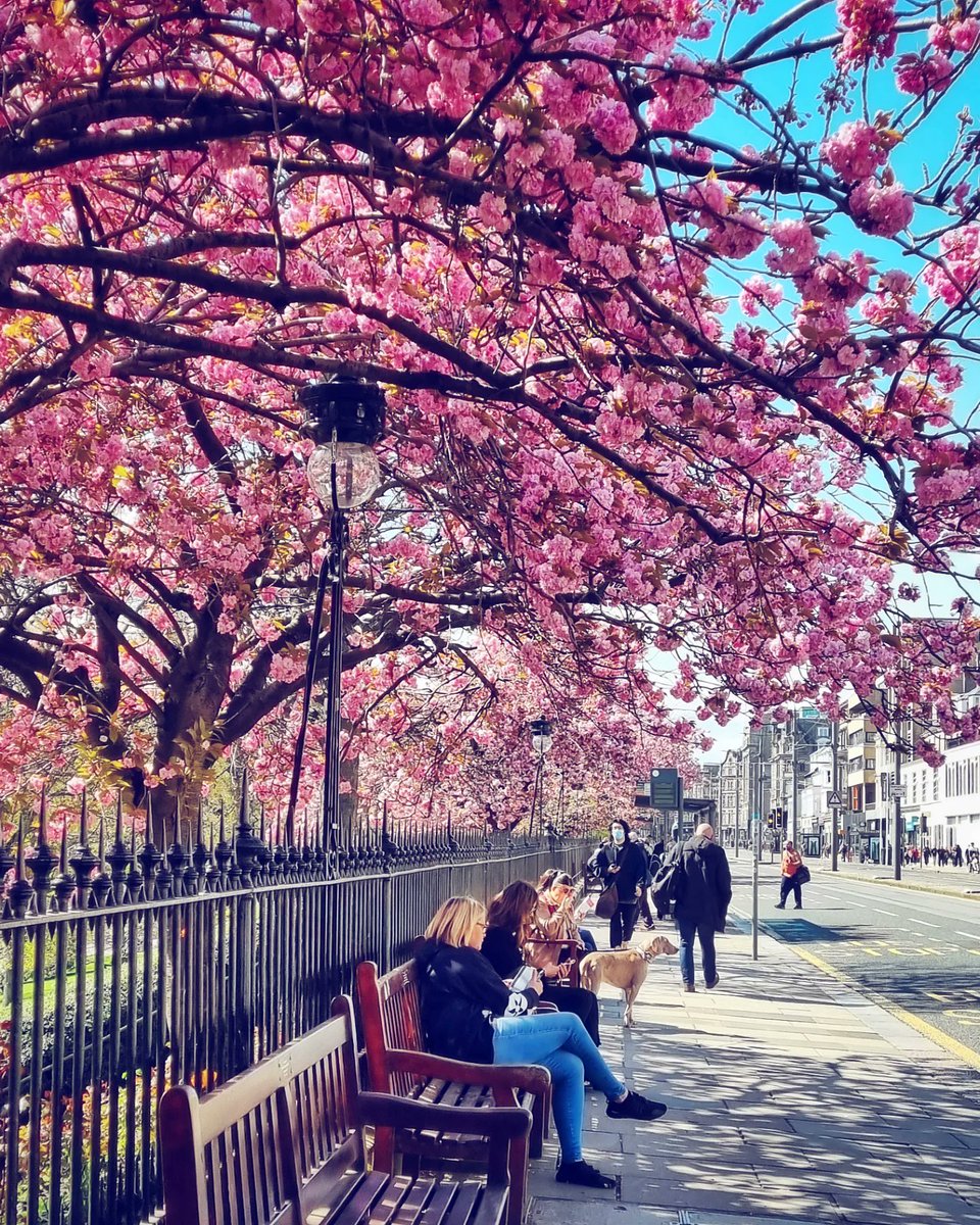 Kazzycrazy78's tweet photo. #Edinburgh #Scotland #edinburghcity #visitedinburgh #visitscotland #photography #photooftheday #princesstreet #cherryblossom #sakura #uk #cherryblossoms https://t.co/f3EFsCNLSy