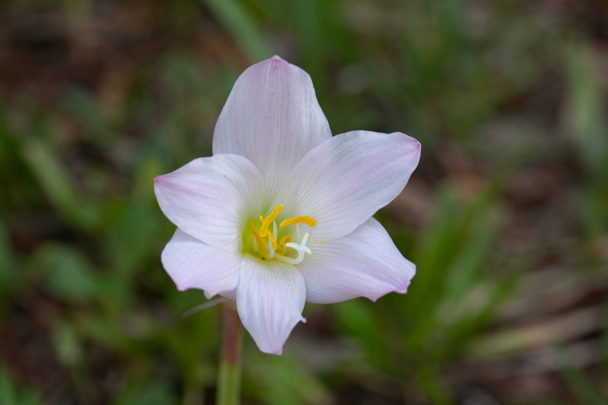 It's Field Day Friday! Look what we spotted right outside CAIP...Copperlily (Zephyranthes robusta)! It is part of the Amaryllidaceae family and is not native to Florida but is now naturalized here.