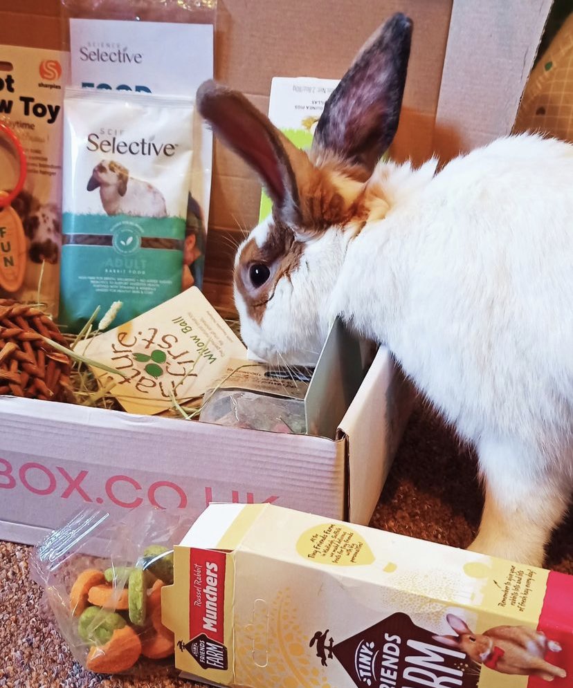 bunbox4's tweet photo. Fridays are always better with a delivery 🐰

@rudi.the.bun trying their first bunbox …. Don’t forget you choose what goes inside 📦

Also available on subscriptions 😃

#bunbox #rabbitsofinstagram #bunnylove #houserabbit #rabbitlove #bunnysofinstagram #rabbitlife #rabbitstagram https://t.co/xZ9p7sw1qW