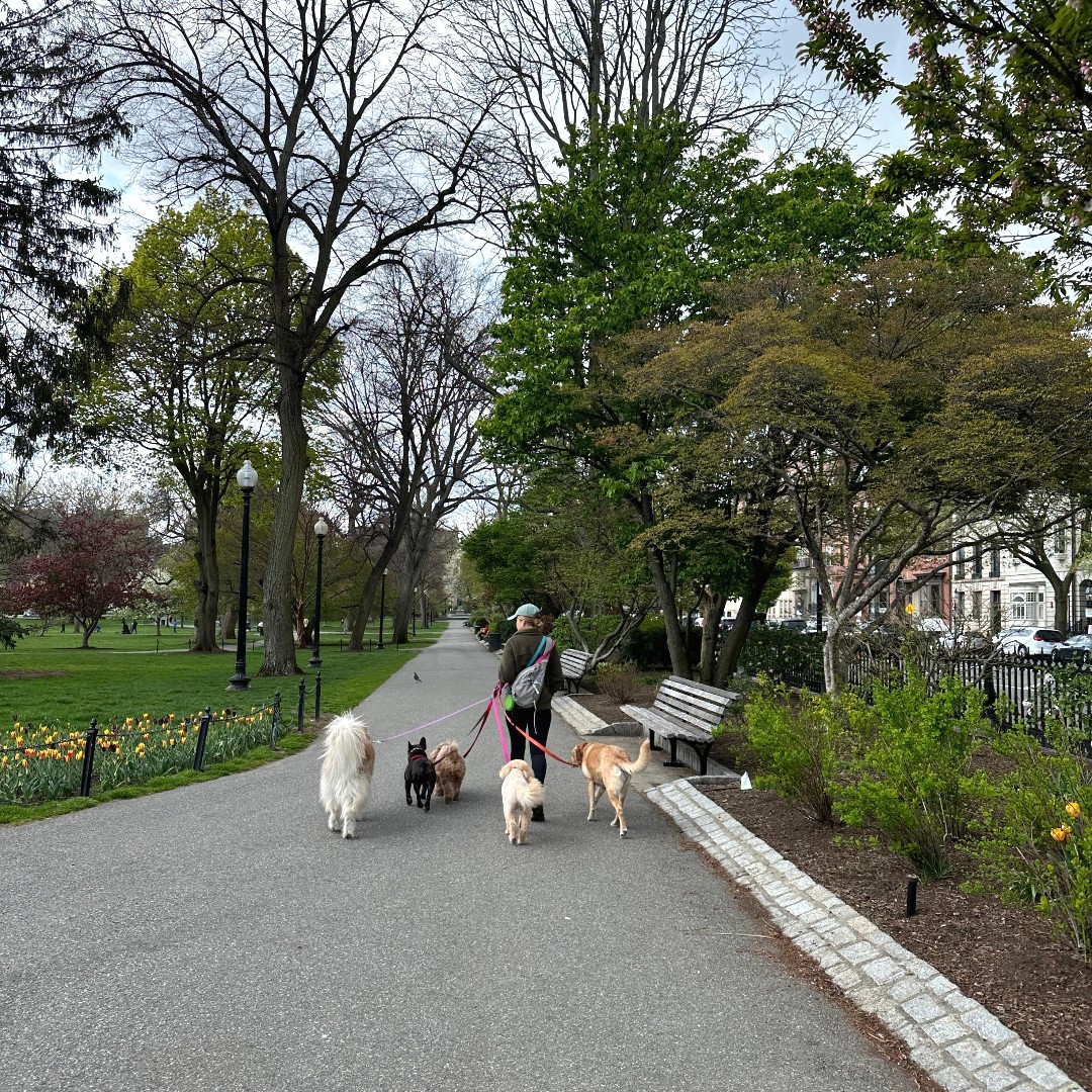 City of Boston on Twitter "Make sure you get out and stretch your paws