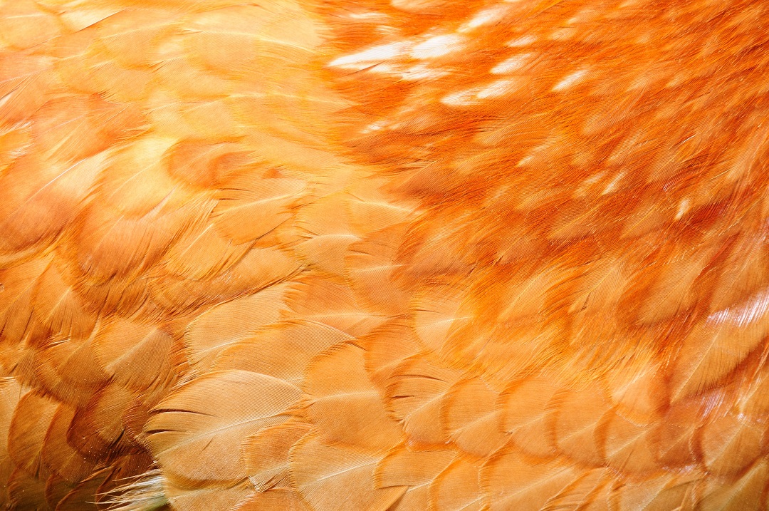 Which Parrot do these feathers belong to? #fridayfun #fridayfunday