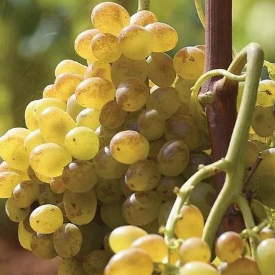 We invite you to discover Pošip - "Korčula's indigenous gem".
​
Follow the link to explore our portfolio of pošip wines!
croatiaunpacked.com/wine?Variety=P…

#croatianwine #whitewines #trysomethingnew #pošip