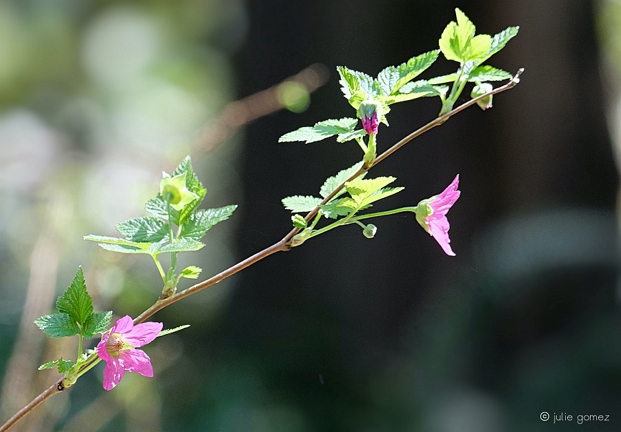 leaf to leaf
spider silk glistens
between pink petals

#haiku #flowers #salmonberry #shrub #nativeplants #fujiXT20