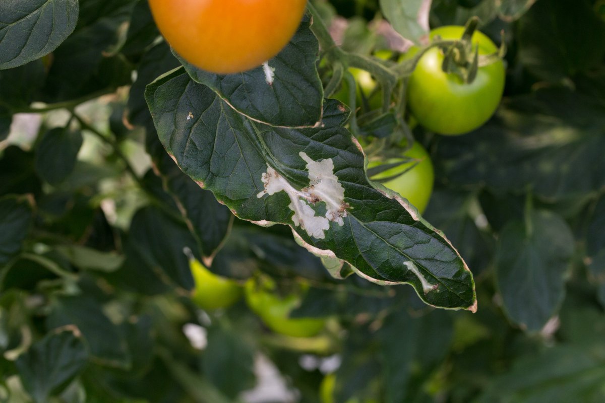 TUTA: Millorem el control biològic de 'Tuta absoluta' 🐛 en el conreu del #tomàquet 🍅
Incorporem un parasitoide en la gestió de la plaga i en difonem els resultats:
irta.cat/ca/projecte/mi…

🤝 @agriculturacat @EIPAGRI_SP @redrunacional @ruralcat
#GrupsOperatiusCat