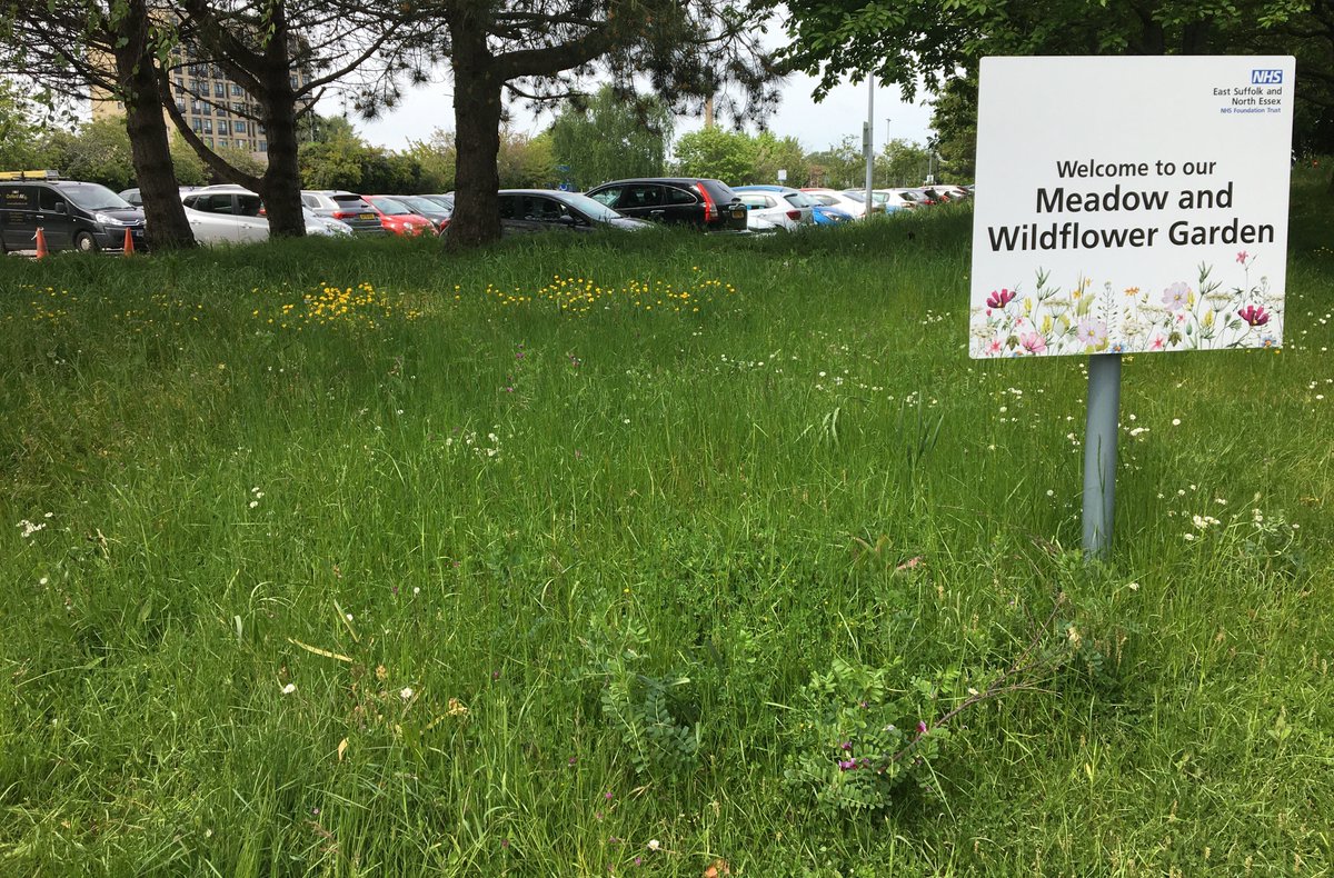 We are currently re-wilding 5 areas across our Ipswich Hospital site, including our very own Meadow and Wildflower Garden 🌼

Rewilding can help combat climate change, restore lost species, repair degraded land and make habitats more resilient to extreme weather 💚