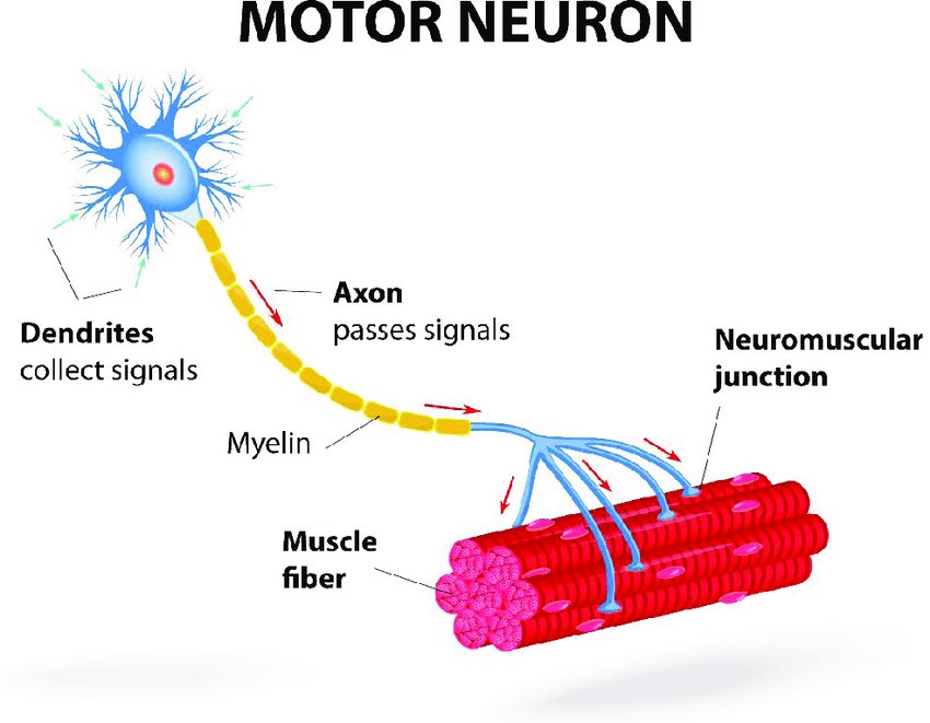 Omid_HopeUni's tweet image. Structure of “motor unit”

motor unit👉🏾the smallest functional unit of muscle contraction

each motor unit 👉🏾one motor neuron and all the muscle fibres it contracts

motor unit recruitment/firing👉🏾muscle force development 

#motorunit #neuron #muscle

ubiquitypress.com/site/books/m/1…