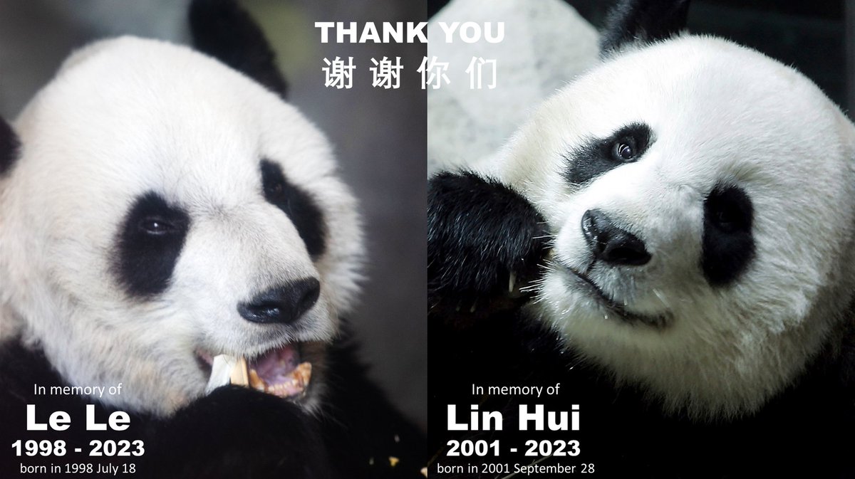 happypanda_club's tweet photo. In memory of #LeLe and #LinHui. Forever cherished in our hearts. We will not let such a tragedy befall the #MEIXIANGFAMILY.   

Join the #HAPPYPANDA movement today and be a part of the change we wish to see.   

#NFTforGood #JUSTICEFORLELE #SAVEMEIXIANGFAMILY #PandaStory #Panda https://t.co/7AsXiApnXl