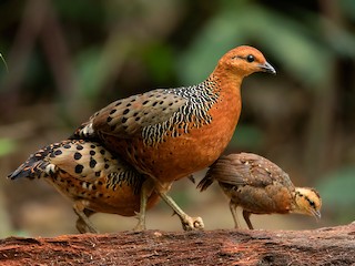 The boldy patterned Ferruginous Partridge can be found in forests on the Malay Peninsula, Sumatra, and Borneo. Read more about its life history in the updated species account: bit.ly/42OFuXf
#ornithology