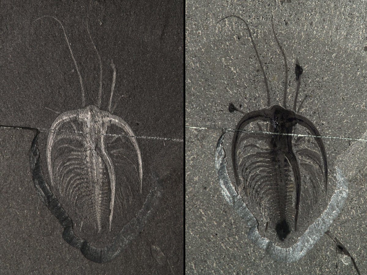This #FossilFriday: Marrella splendens, one of my favourite critters from the Burgess Shale. This arthropod, AKA the lace crab, is one of the most common #fossils found in the BS; it was an active swimmer that could also crawl along the sea floor.

Photo: burgess-shale.rom.on.ca