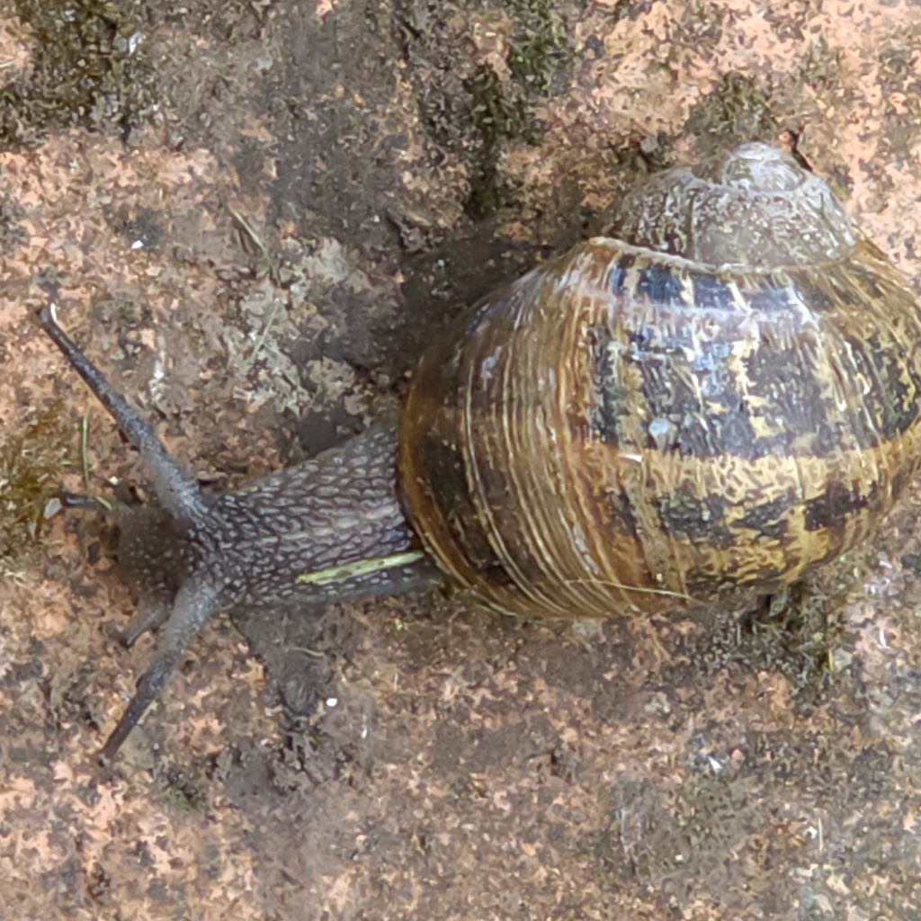 Biodiversity Information Service (BIS) (@BISBrecon1) on Twitter photo 2023-05-23 08:09:00 In most gardens & green spaces, the Common Garden Snail is under-recorded - only 98 records in Powys & @BreconBeaconsNP An easy one to spot & record with a photo. Will you find the 100th record in the BIS area? #LERCWalesApp @WBP_wildlife @MontWildlife @rwtwales @WTSWWBrecknock In most gardens & green spaces, the Common Garden Snail is under-recorded - only 98 records in Powys & @BreconBeaconsNP An easy one to spot & record with a photo. Will you find the 100th record in the BIS area? #LERCWalesApp @WBP_wildlife @MontWildlife @rwtwales @WTSWWBrecknock