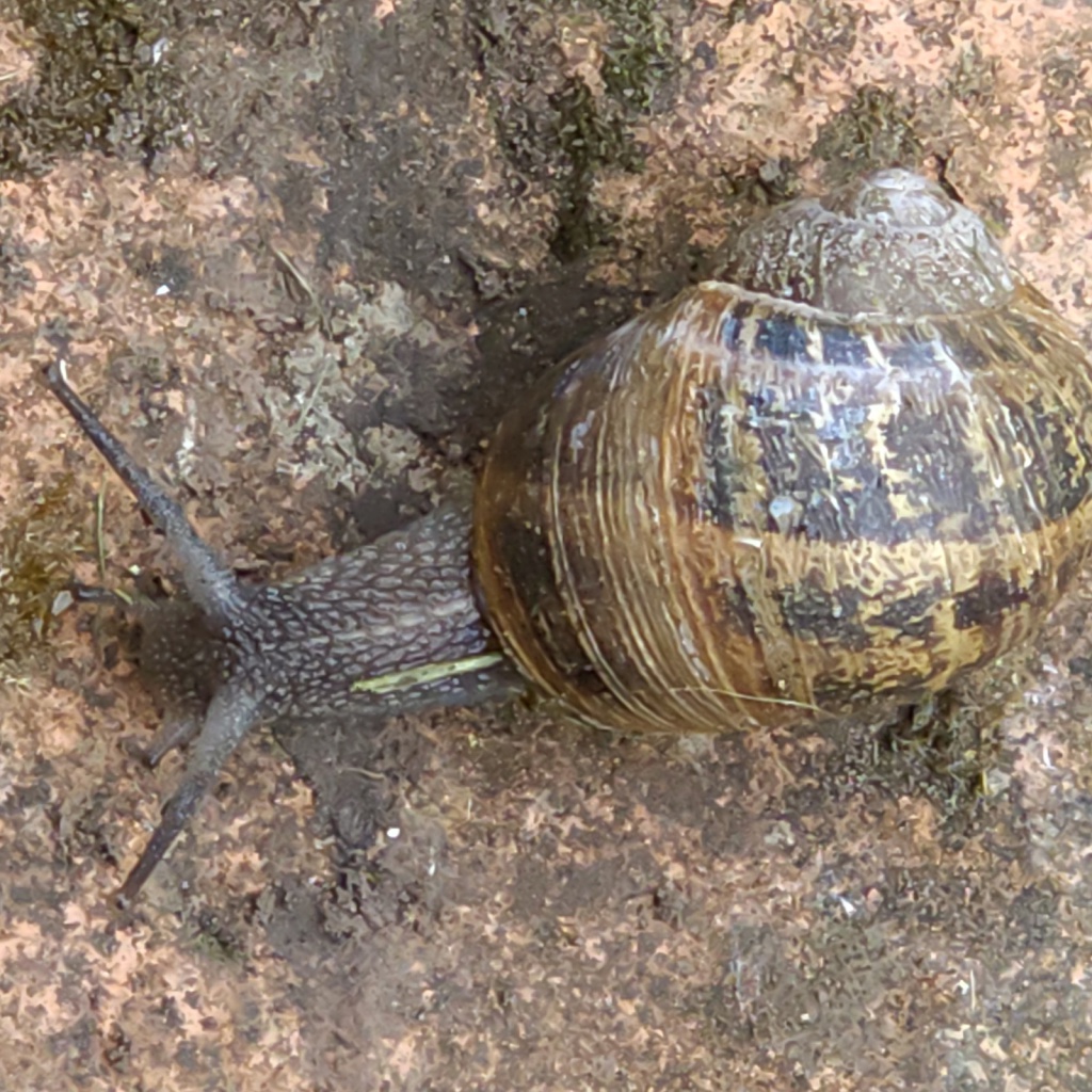 In most gardens & green spaces, the Common Garden Snail is under-recorded - only 98 records in Powys & @BreconBeaconsNP An easy one to spot & record with a photo. Will you find the 100th record in the BIS area? #LERCWalesApp @WBP_wildlife @MontWildlife @rwtwales @WTSWWBrecknock