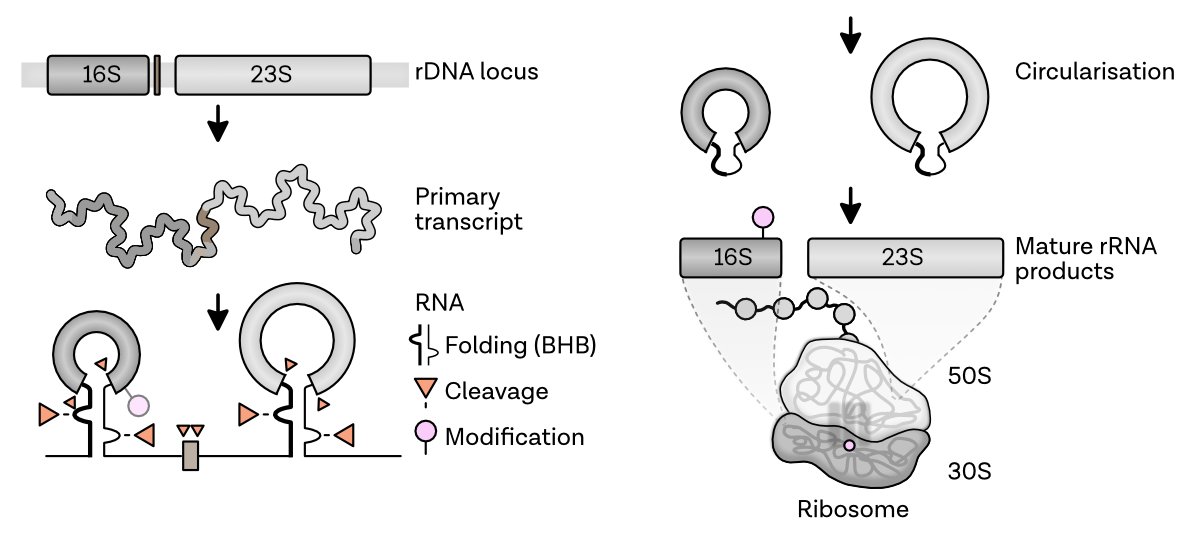 Just in time for the #nanoporeconf buzz, our latest work using @Nanopore technology to study rRNA maturation in #Archaea is out now! Once again a fantastic collaboration of @DinaGrohmann lab and @SfcLab. Check it out in @RNAJournal!
rnajournal.cshlp.org/cgi/content/lo…