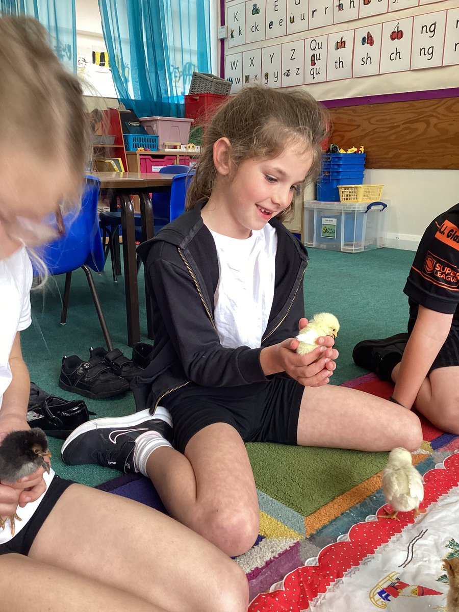 TadPrimaryAcad's tweet photo. The time has come to say goodbye to our lovely chicks as they head off to their farm to live a long and healthy life. All the children have welcomed Bayley, Dobby, Charles and Tango into our TPA family. They will be missed, good luck chicks! #TadcasterEYFS #Tadcasterscience https://t.co/VEJ20JBa4P