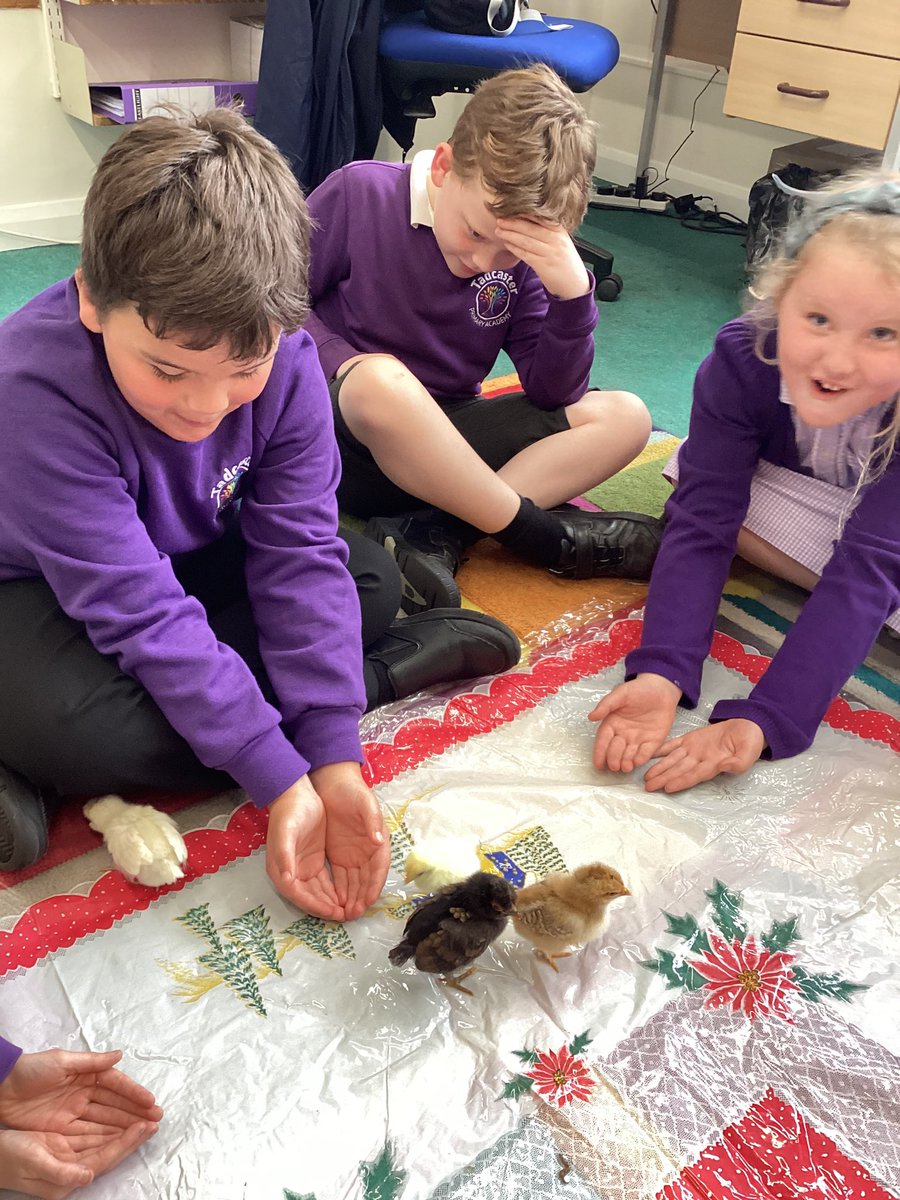 TadPrimaryAcad's tweet photo. The time has come to say goodbye to our lovely chicks as they head off to their farm to live a long and healthy life. All the children have welcomed Bayley, Dobby, Charles and Tango into our TPA family. They will be missed, good luck chicks! #TadcasterEYFS #Tadcasterscience https://t.co/VEJ20JBa4P