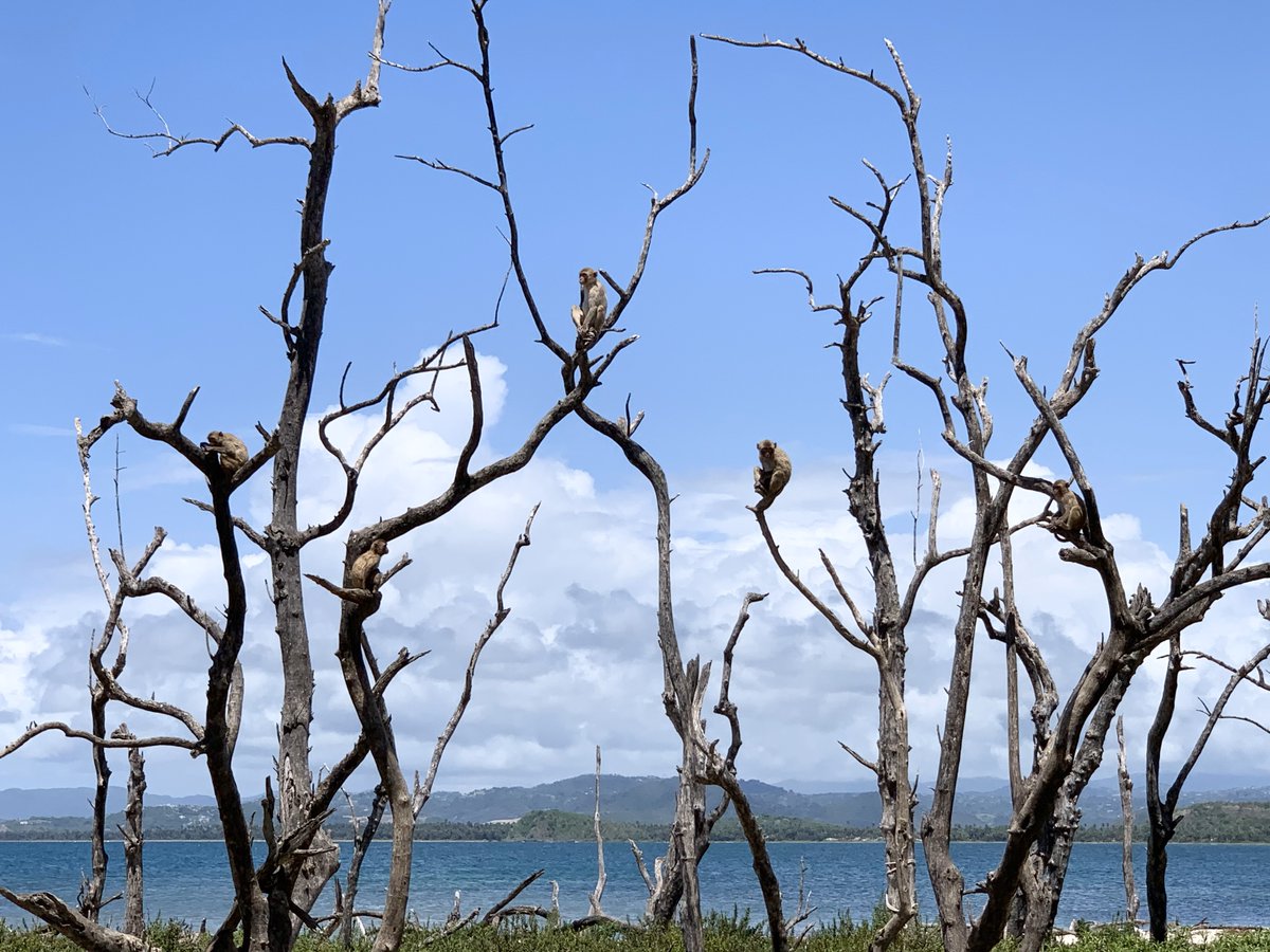 AnimalEcology's tweet photo. Published!
@1Alexis_Diaz, @rhernandezpach et al. studied @CayoSantiagoPR monkeys, showing that primates increase variability in reproductive roles to potentially reduce competition during hurricane environments . 
Article: 
https://t.co/a6c5LjXrgZ https://t.co/yuiSLX5iay