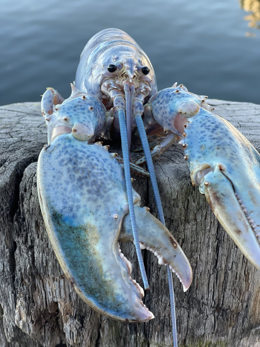 Haddie’s Bay Club is a true interconnected Marine Lifestyle and Foodie ecosystem that combines the best of #Web3, #Web2, #Defi, and #NFTs, based on the IP of a super rare cotton candy lobster named Haddie 🦞

haddiesbayclub.com 

#bluelobster #BNBChain