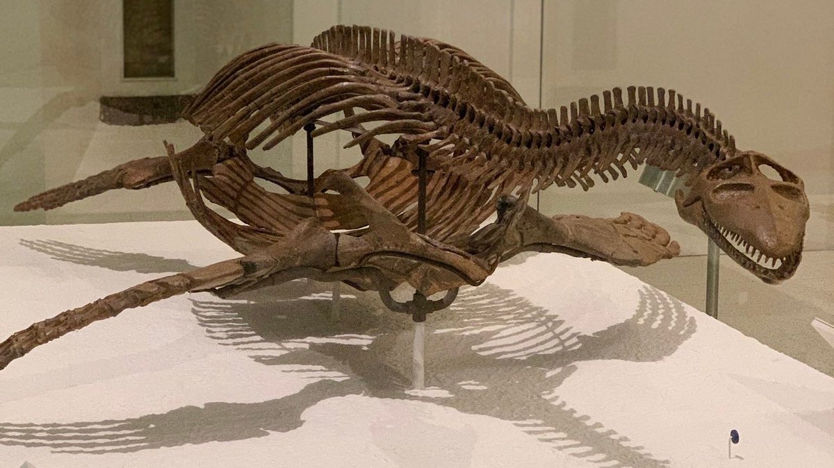 Happy #FossilFriday! Meet the short-necked plesiosaur, Cryptocleidus oxoniensis. This marine reptile’s short tail could only function as a rudder, leaving the limbs as its main organ of propulsion.