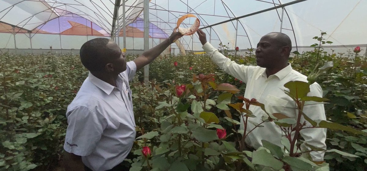 On the Road, #Kenya
With growers learning how to Identify problems early.
Constant monitoring of crops is a key pillar in crop protection. 
Visit our Grower Expert Centre to learn more 👇 
buff.ly/42J0tea