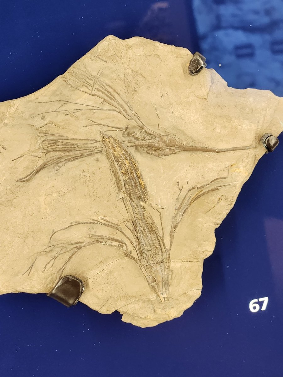 FossilDetective's tweet photo. Assorted crinoids from the Royal Ontario Museum Dawn of Life gallery this #FossilFriday.
Despite being commonly called "sea lilies", crinoids are echinoderms (one of the more interesting groups I don't work on, which includes things like sea urchins). https://t.co/HtcfaphbFd