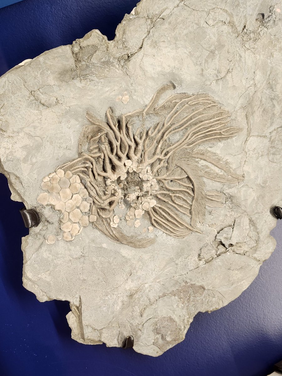 FossilDetective's tweet photo. Assorted crinoids from the Royal Ontario Museum Dawn of Life gallery this #FossilFriday.
Despite being commonly called "sea lilies", crinoids are echinoderms (one of the more interesting groups I don't work on, which includes things like sea urchins). https://t.co/HtcfaphbFd