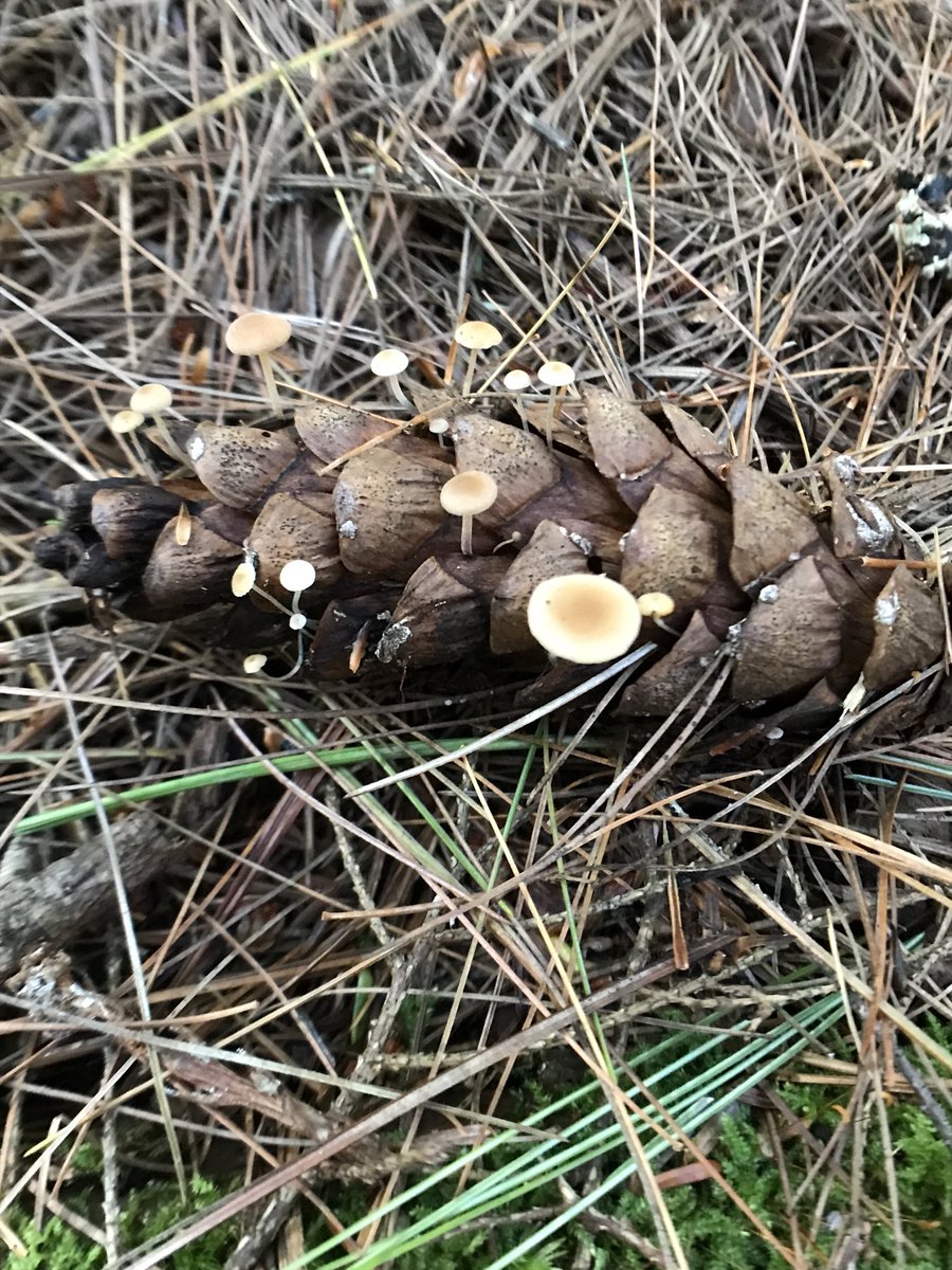 Happy #fungifriday 
Have a great day 🌞