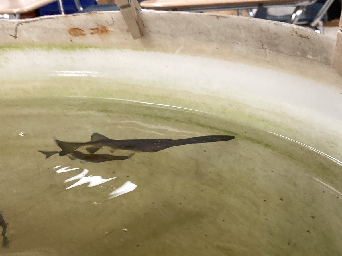 STM Env Science tweet media