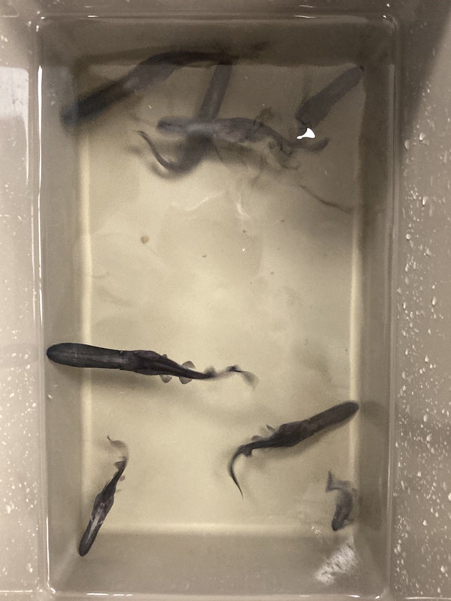 STM Env Science tweet media