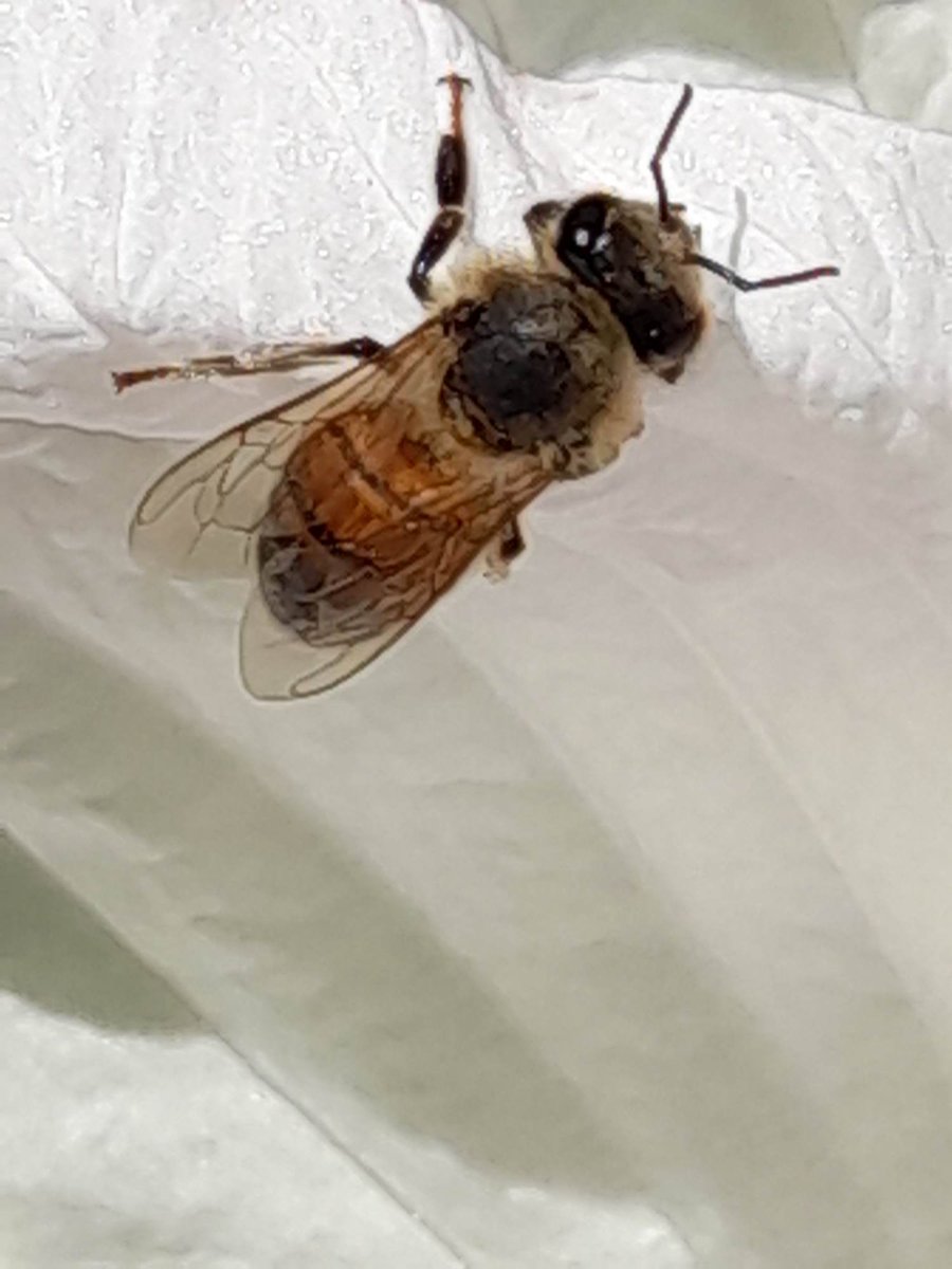 FarmageddonLLC's tweet photo. #pollinators 

Don't spray.

Please don't poison your yard. Not good for pollinators, birds, other animals and it makes it's way into the water.
Don't pay these companies to poison us. We are literally purchasing health and environmental problems. 

#SaveTheBees https://t.co/ZeG4JGYmvC