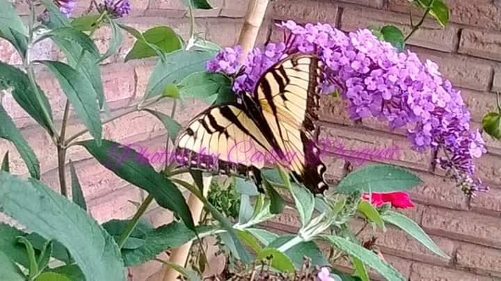 FarmageddonLLC's tweet photo. #pollinators 

Don't spray.

Please don't poison your yard. Not good for pollinators, birds, other animals and it makes it's way into the water.
Don't pay these companies to poison us. We are literally purchasing health and environmental problems. 

#SaveTheBees https://t.co/ZeG4JGYmvC
