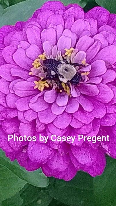 FarmageddonLLC's tweet photo. #pollinators 

Don't spray.

Please don't poison your yard. Not good for pollinators, birds, other animals and it makes it's way into the water.
Don't pay these companies to poison us. We are literally purchasing health and environmental problems. 

#SaveTheBees https://t.co/ZeG4JGYmvC