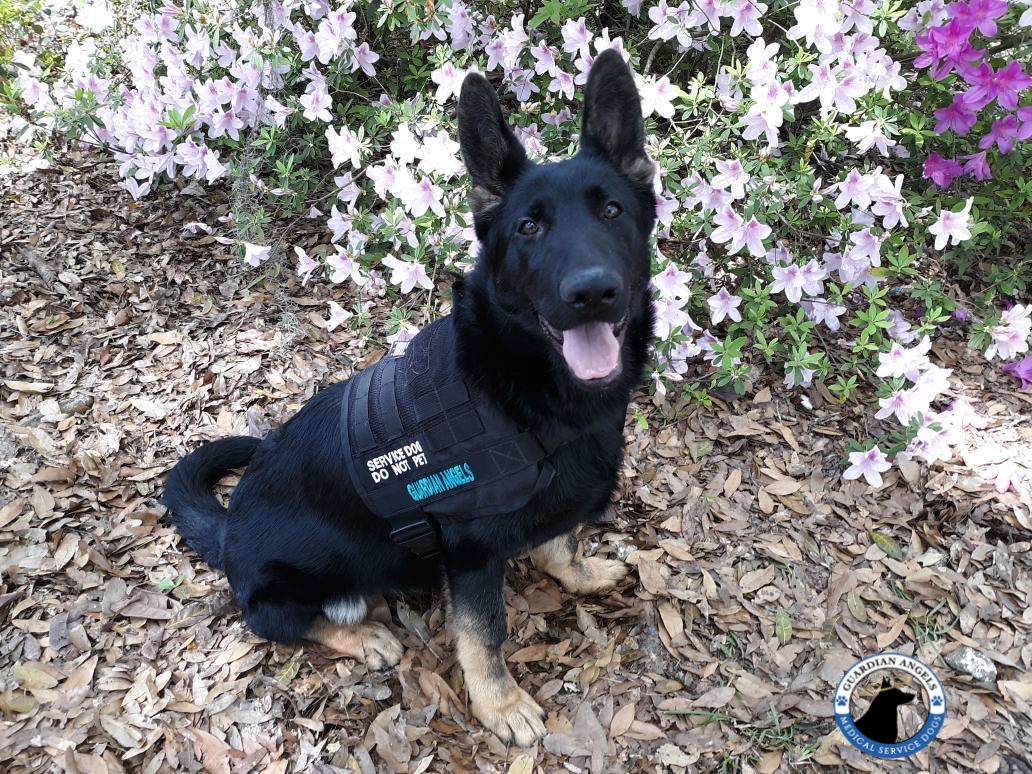 MediServiceDogs's tweet photo. Woohoo! It's officially #FurryFriday!๐ But no matter the day of the week, this pawesome pup is happy to learn something new & continue his journey to becoming a #ServiceDog๐โ๐ฆบ! We can't wait to see what he'll learn next๐๐พ
#Love #SDIT #ServiceDogTraining https://t.co/3knD7wtEpw