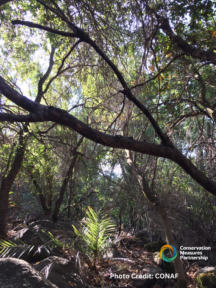 On this #EndangeredSpeciesDay, learn about ways our partners are using the #ConservationStandards to focus, measure, and improve their efforts to protect endangered species. Endangered palm trees: bit.ly/_chileanpalm; Illegal wildlife trade: bit.ly/_ROUTES