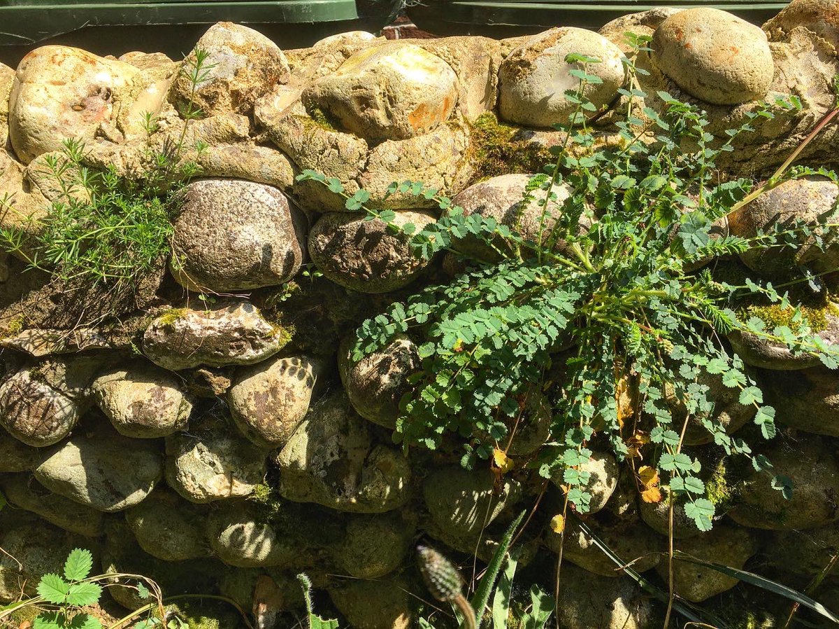 NigeGeorge's tweet photo. Don’t let anyone tell you that you need an expensive hydroponic system to create a green wall.
Right plants, right place, an opportunity self seed and then to be left alone is all they need to thrive.
#Aubrietia #saladburnet #greewall #ladiesbedstraw #oxalis #woodsorrel https://t.co/VEXc9ejl51