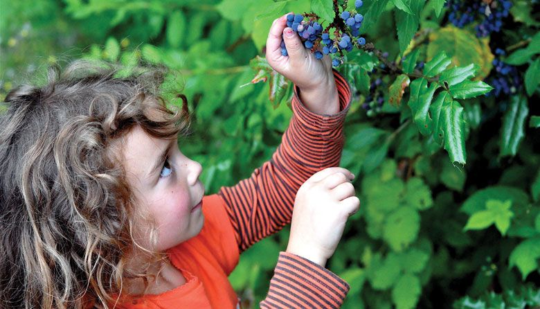 2023 Oregon berry picking season is here! Johanna Kennelly Ullman gives us a great list of what you need to know. What is your favorite place to go berry picking? #berrypicking #oregonberries #oregonberrypicking #portlandberrypicking  #oregonkid oregonkid.com/2023/05/2023-o…
