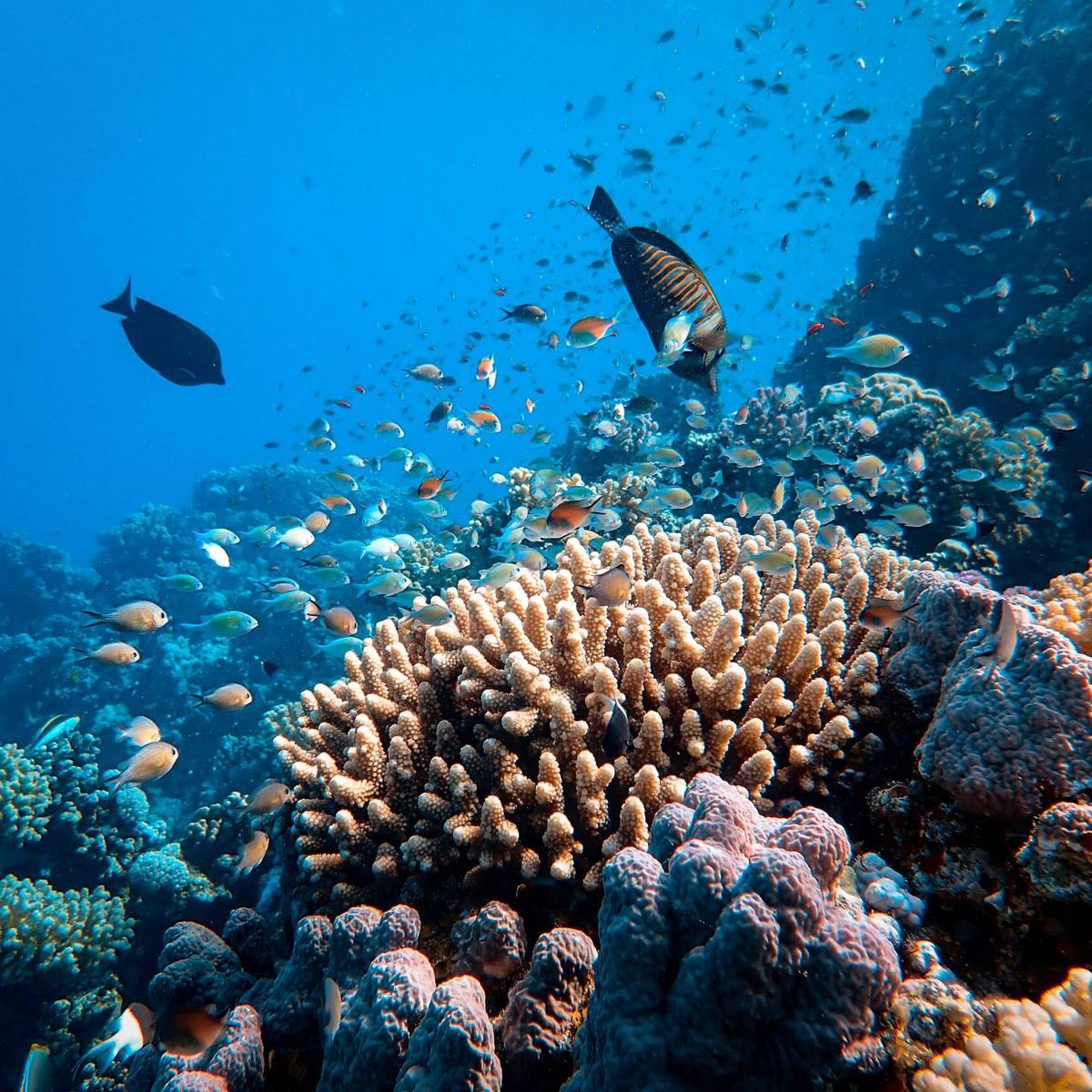 ZooAlumni's tweet photo. @ZooOUcup O grupo dos #cnidarios teñen unha esperanza de vida moi variable. Sábiades que existen pólipos que viven menos de 10 días mentras que alguns arrecifes de coral poden chegar a vivir mais de 4.000 anos https://t.co/OcdMkwoXVY