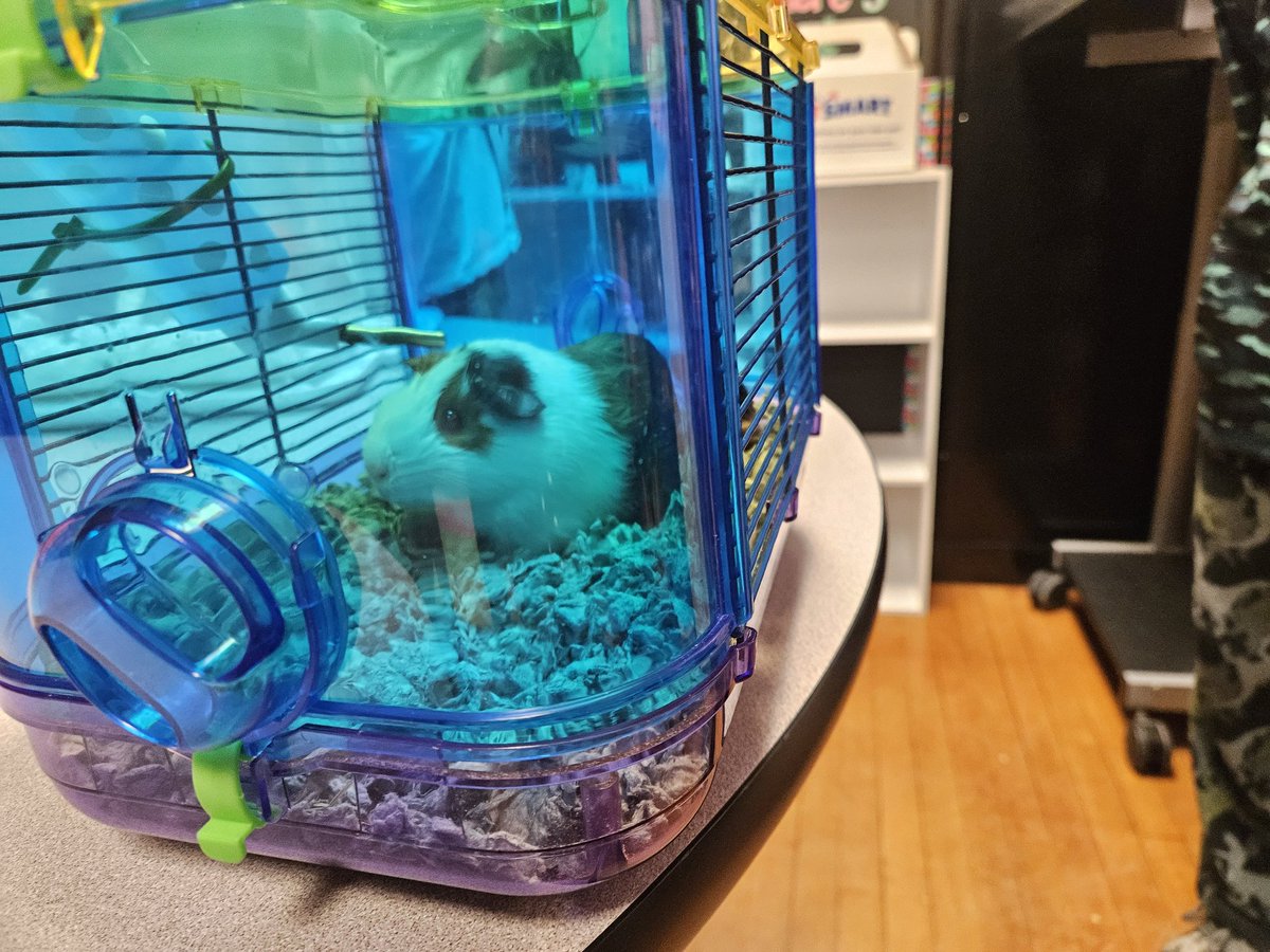 msc6thgrade's tweet photo. House Day is underway at FMS! Ss are learning about guinea pigs from 2 of our students. @BethHouf #fmsteach #fultonproud https://t.co/3ZQ6VBey1g
