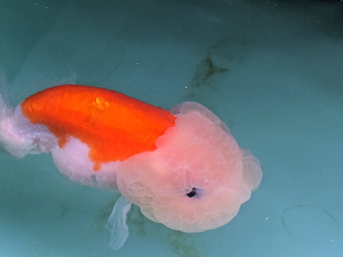 marupapa_415's tweet photo. ぶすかわトーナメントうなぎ登り(金魚なのにw) https://t.co/uAWJBLaYun