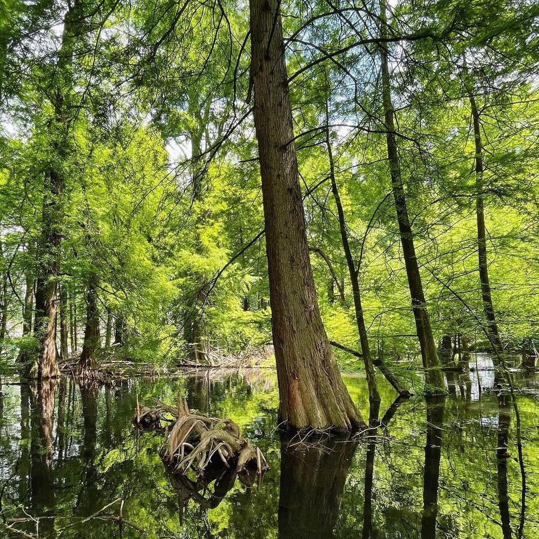 visitbrescia's tweet photo. Un'oasi naturalistica dove il Fiume Oglio incontra il #LagodIseo. Scopri il Parco dei Taxodi di #Paratico 👉  https://t.co/X6uvZd48k2  

📍 Il Parco dei Taxodi, Paratico 📸IG @visitlakeiseo #VisitBrescia @visitlakeiseo @inLOMBARDIA @Italia https://t.co/NgVK8Xgis3