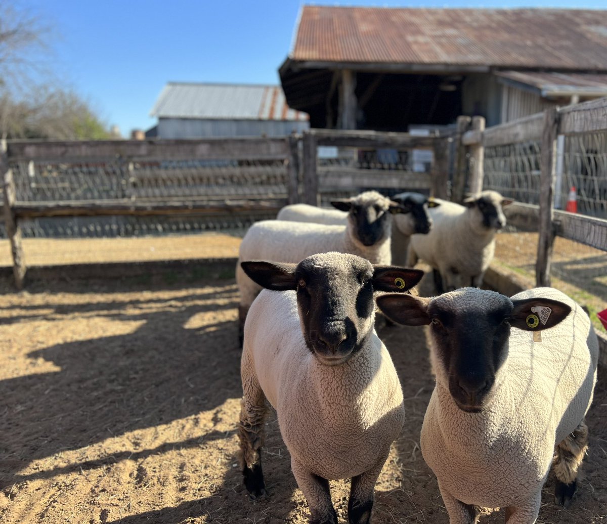 Built in 1891, the historic Farrell Wilson home is the pride of the North Texas prairie. Open Thursdays, Fridays and Saturdays from 10:00am until 2:00pm #NewProfilePic