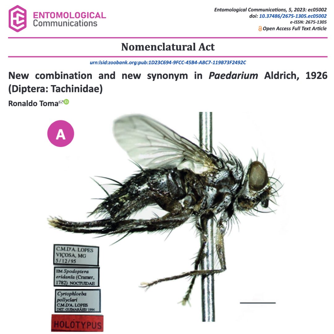 EntomologicalC's tweet photo. New combination and new synonym in Paedarium Aldrich, 1926 (Diptera: Tachinidae)
https://t.co/2ZdBoHppA0
#entomologicalcommunications #entcom #nomenclaturalact #newcombination #newsynonym #paedarium #diptera #tachinidae https://t.co/YEbbQesu6T